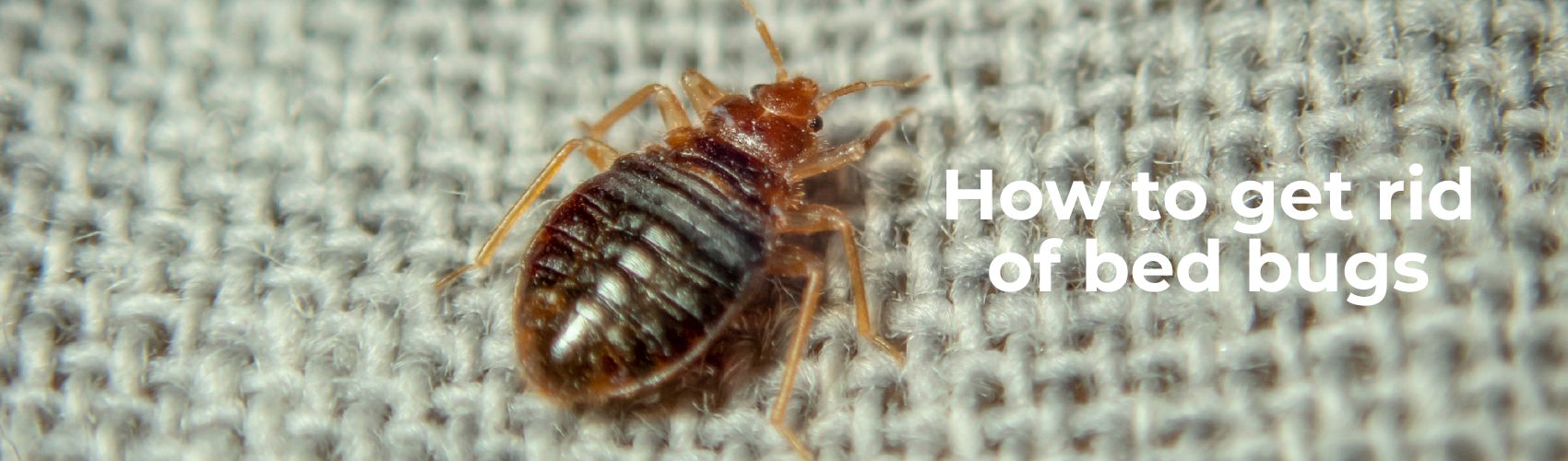 Not known Details About Best Bed Bug Removal In Nyc 